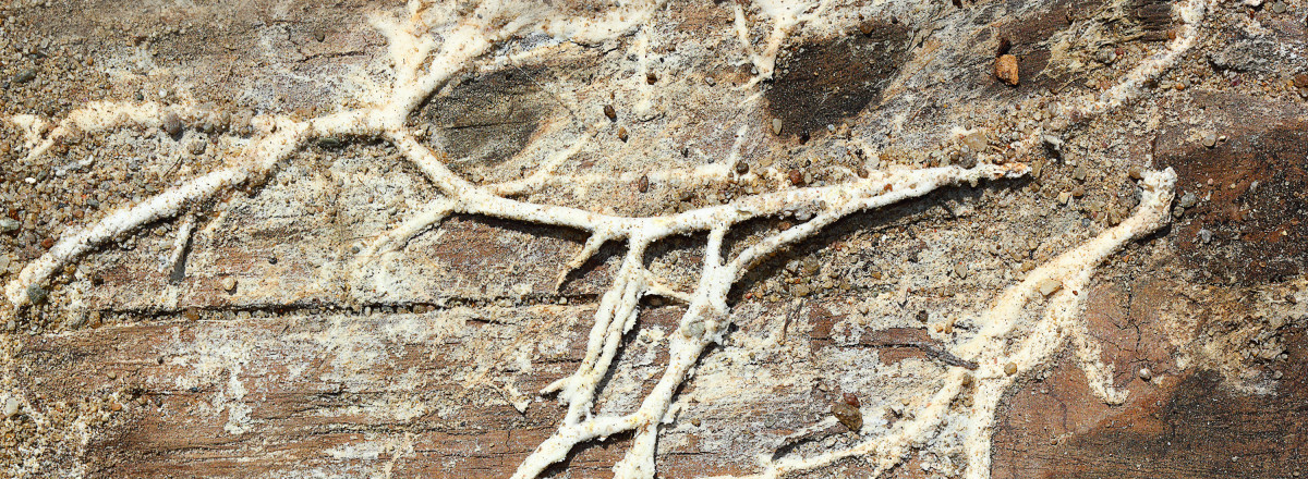 Was Sie über Hausschwamm wissen sollten