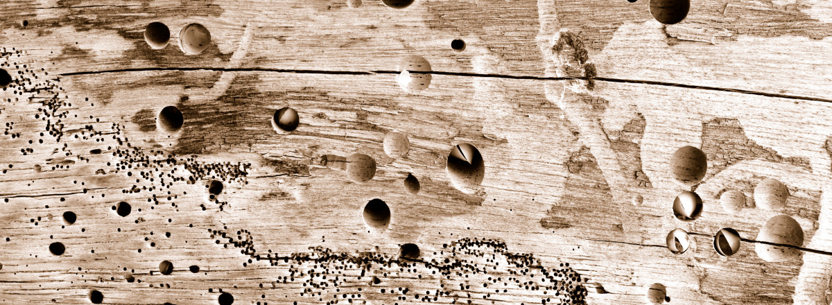 Der Unterschied zwischen Hausbock, Holzbock und Holzwurm